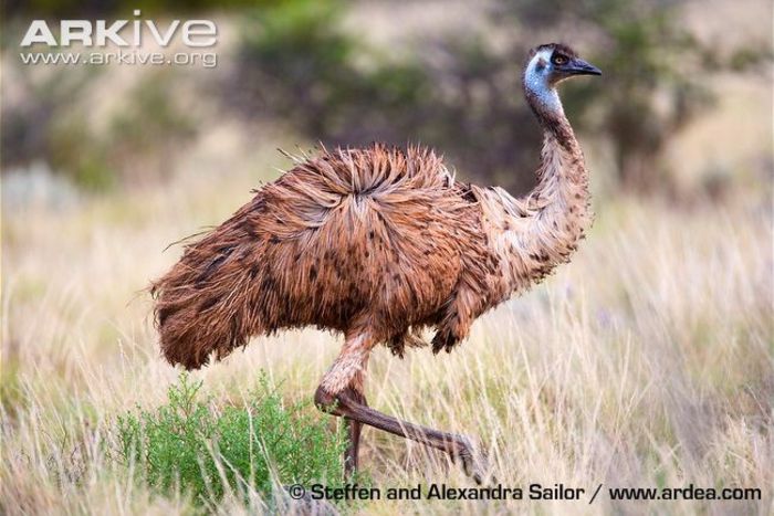 Side-view-of-an-emu - x80-Emu