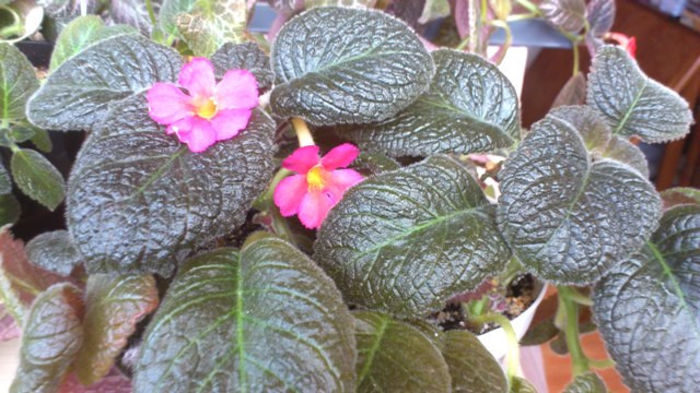 FireEmber (1) - Episcia
