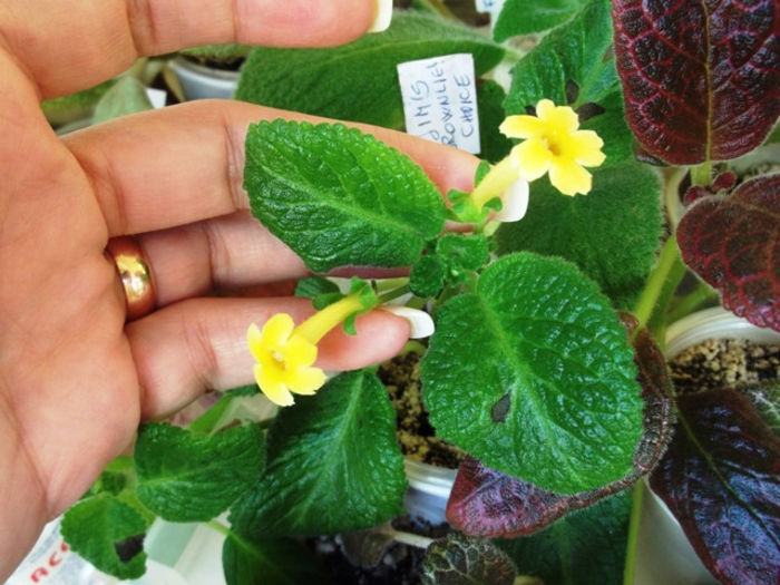 Jim - Episcia