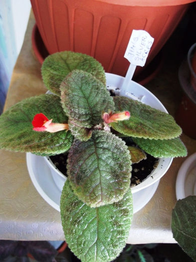 Jim - Episcia
