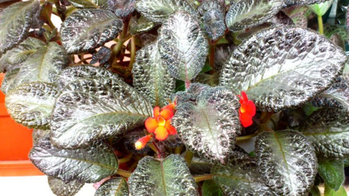 Black Foot - Episcia