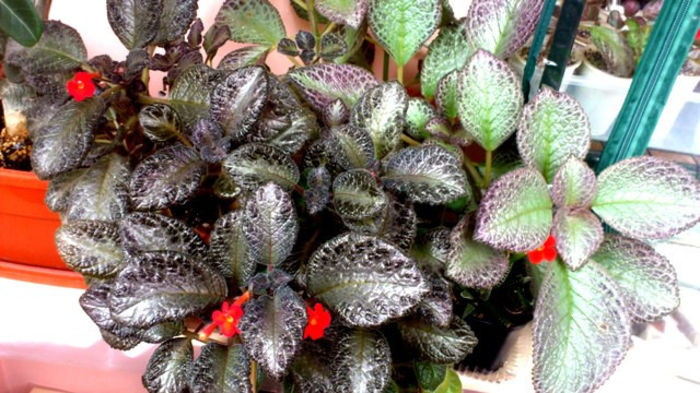 Black Foot (1) - Episcia