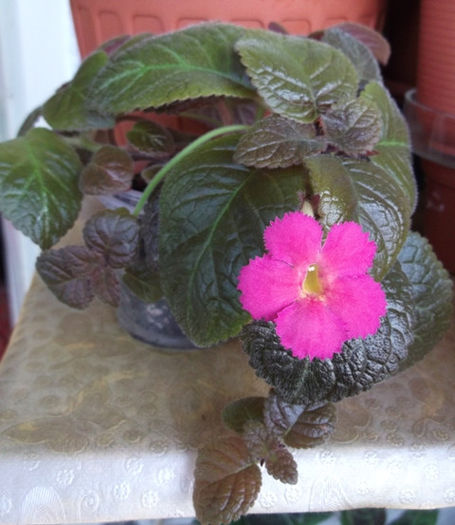 Fire Ember (1) - Episcia