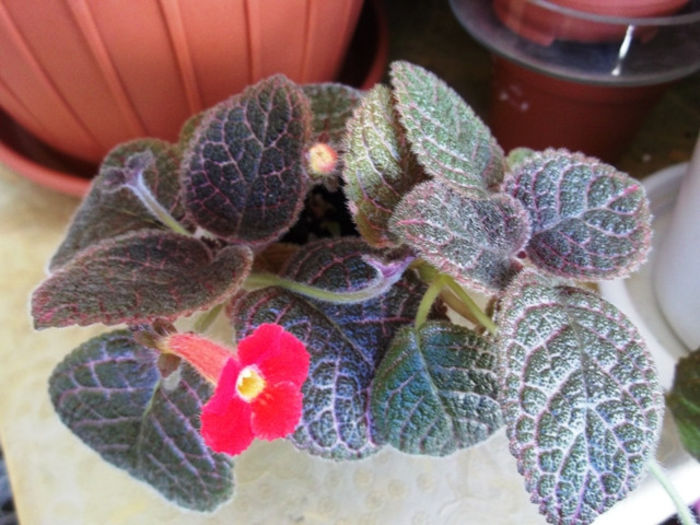 Jim's Red Trail (1) - Episcia