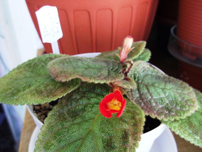 Jim's Silver Acres (1) - Episcia
