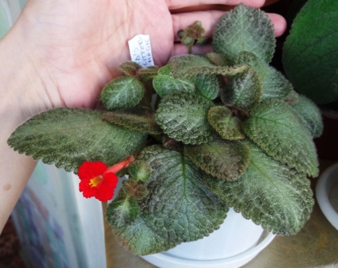 KD's Glittermagic - Episcia