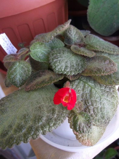 KD's Glittermagic (1) - Episcia