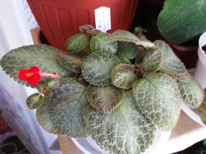 KD's Glittermagic (2) - Episcia