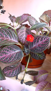 Kee Wee - Episcia