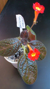 Raspberry Parade (2)