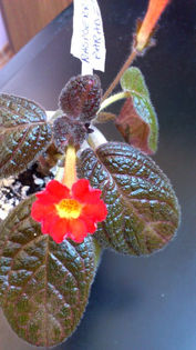 Raspberry Parade (4)