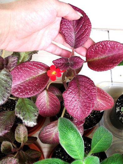 Strawberry Mist (2) - Episcia