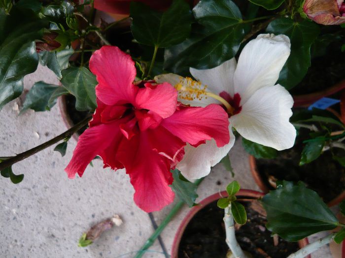 Picture 2876 - x 2013 Hibiscus rosa sinesis