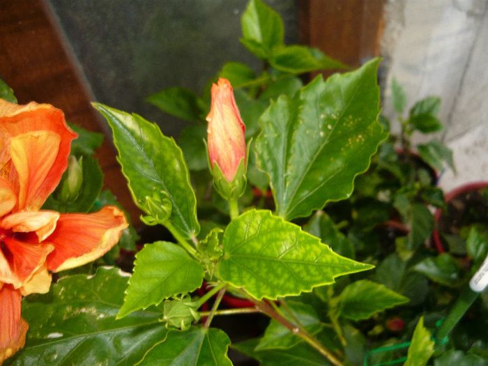 Picture 2879 - x 2013 Hibiscus rosa sinesis