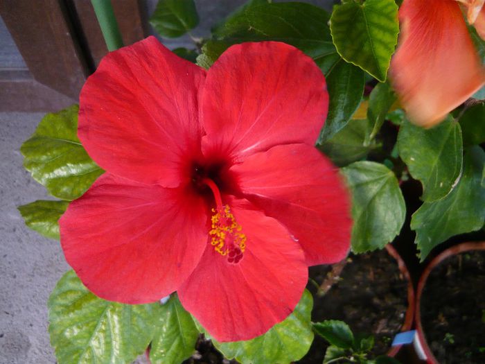 Picture 2880 - x 2013 Hibiscus rosa sinesis