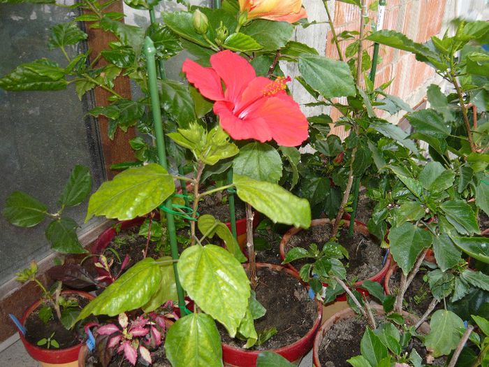 Picture 2881 - x 2013 Hibiscus rosa sinesis