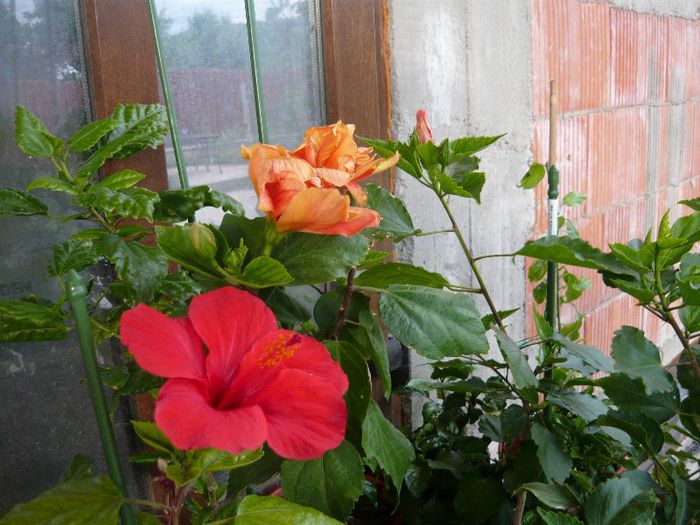 Picture 2882 - x 2013 Hibiscus rosa sinesis