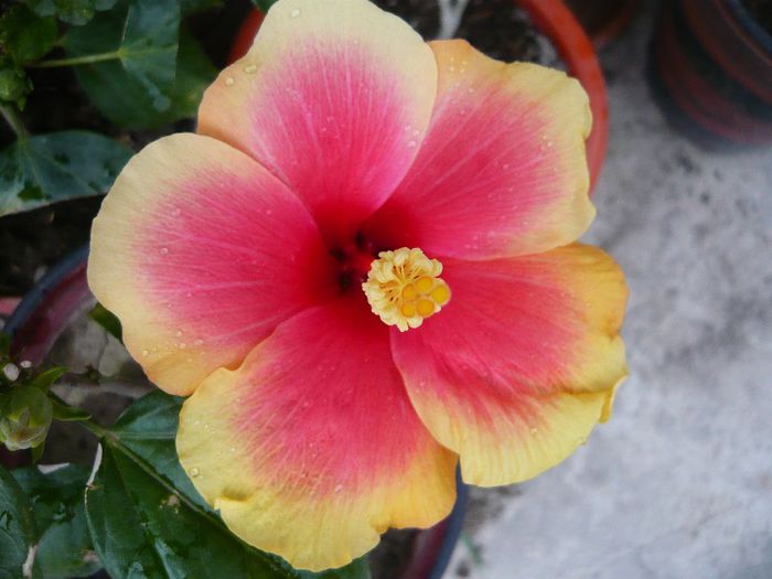 Picture 2884 - x 2013 Hibiscus rosa sinesis