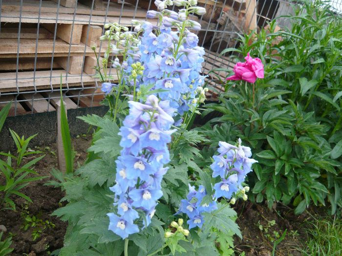 delphinium-nemtisor - Mirajul verii