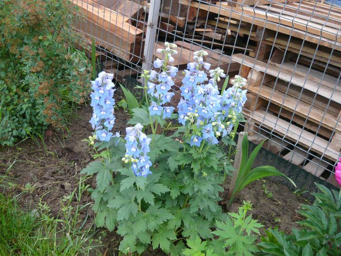 Picture 2869 - Mirajul verii