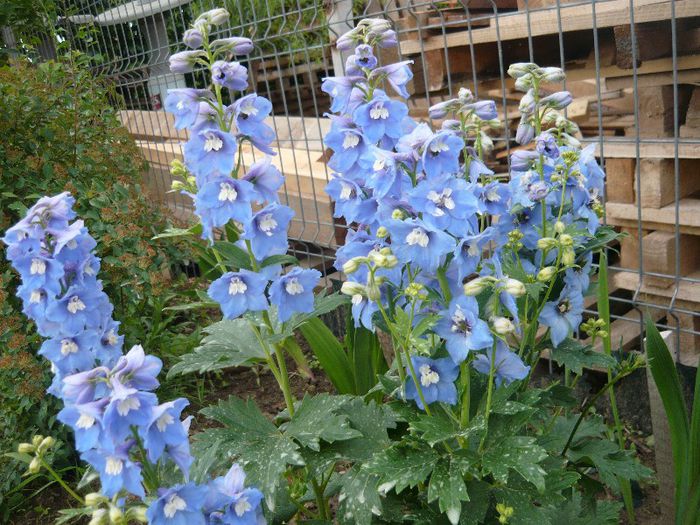 Picture 2886 - Mirajul verii