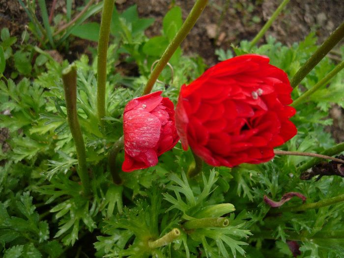 anemona - Mirajul verii