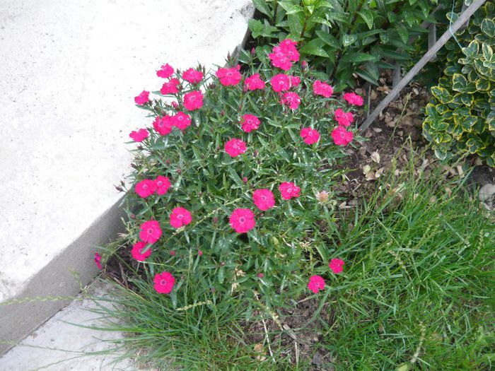 Picture 2932 - Mirajul verii