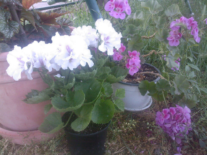 o englezeasca alba - muscate