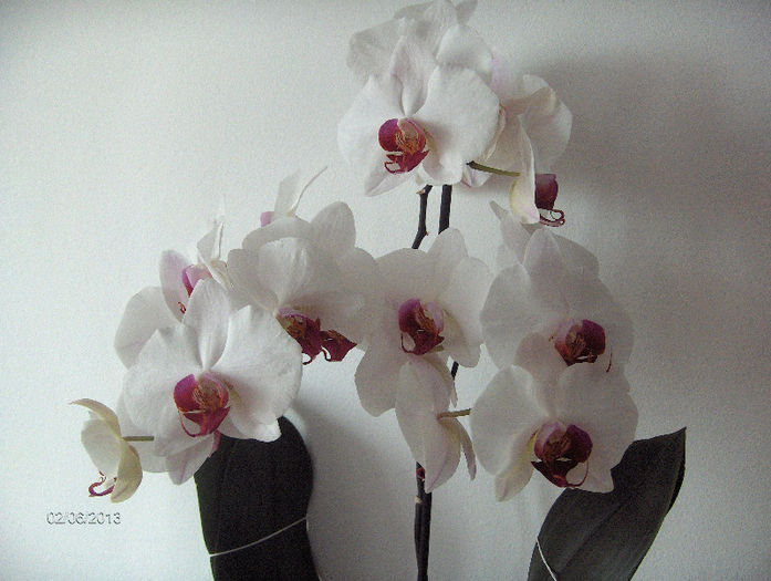 HPIM8940 - ORHIDEE 2013