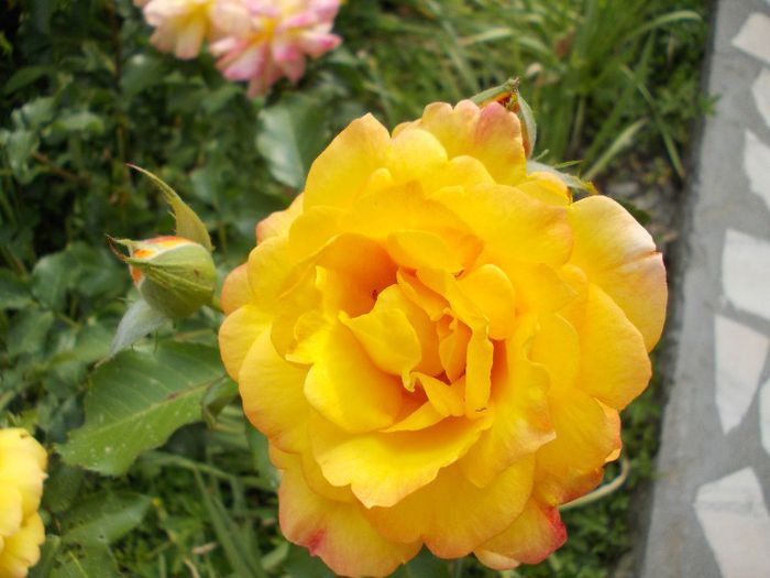 DSCN0540