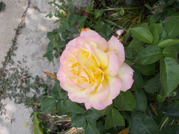 DSCN0533 - trandafiri gradina