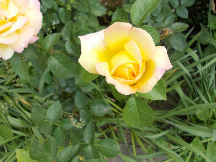 DSCN0534 - trandafiri gradina