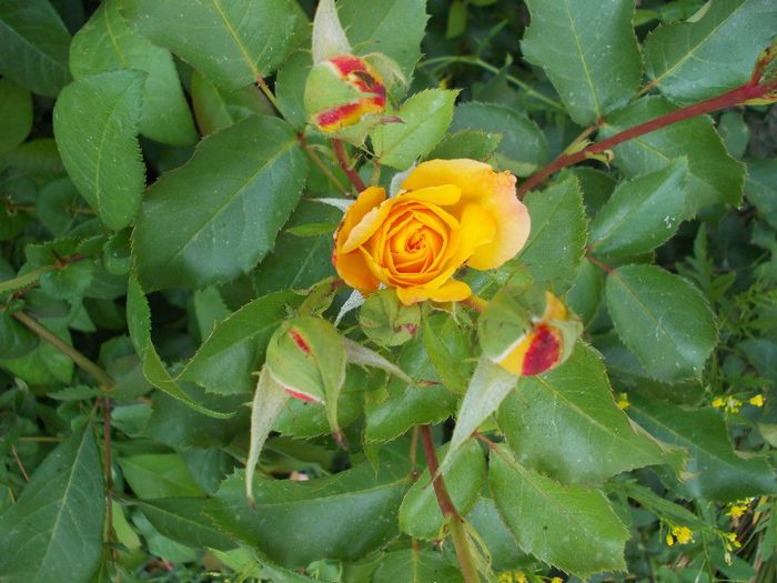 DSCN0539 - trandafiri gradina
