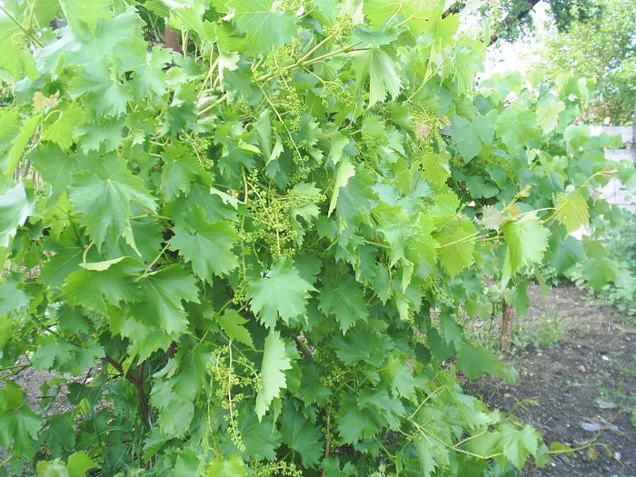 STRUGURI  MASA - Gradina casei