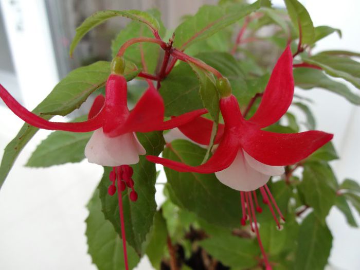 DSC01724 - Fuchsia hybrida