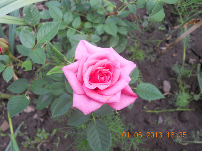 DSCN3322 - Trandafiri 2013