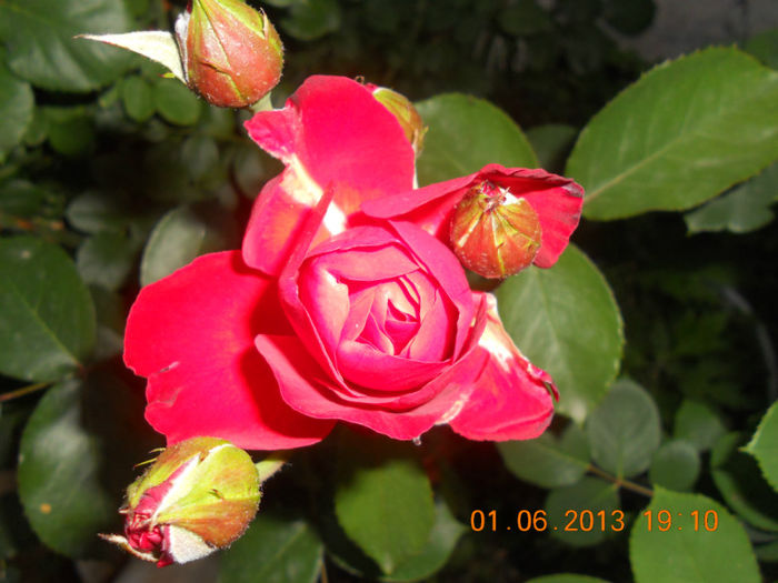 DSCN3349 - Trandafiri 2013