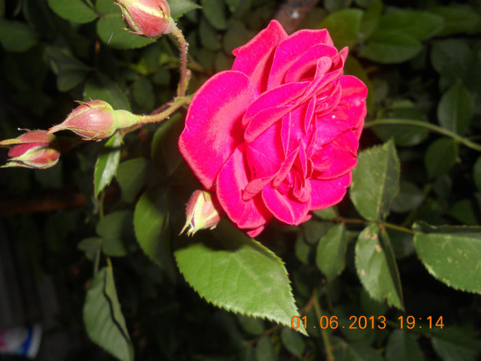 DSCN3362 - Trandafiri 2013