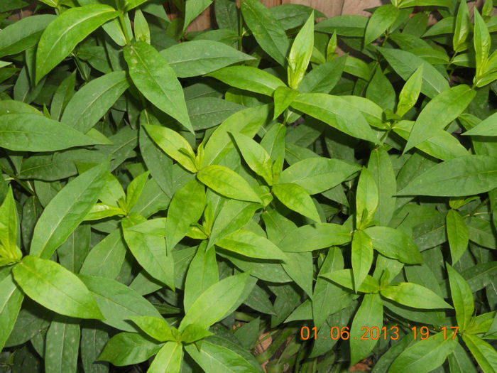 DSCN3372