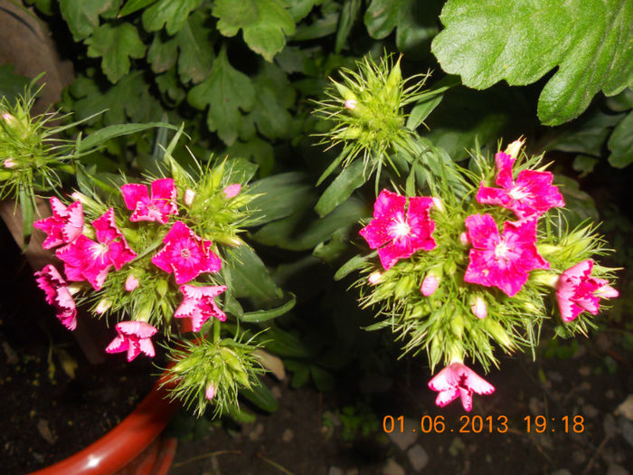 DSCN3373