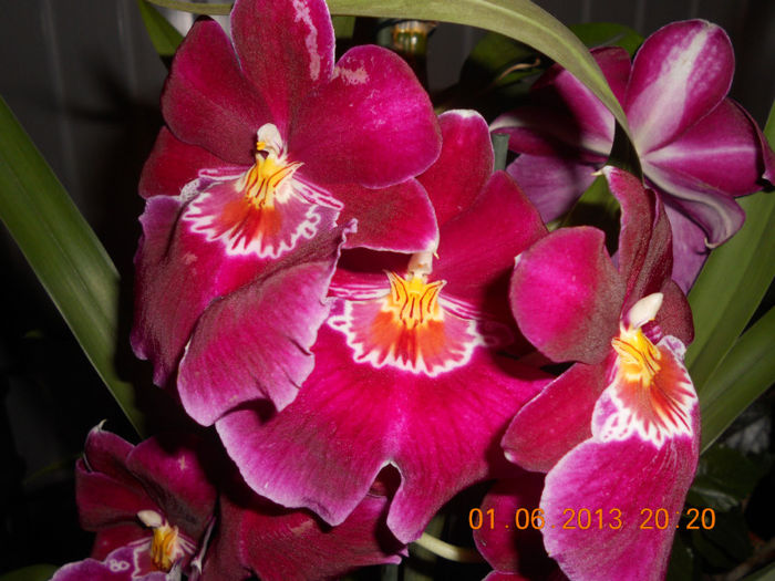 Miltonia