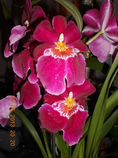 DSCN3382 - Orhidee 2011-2012-2013-2014-2015-2016