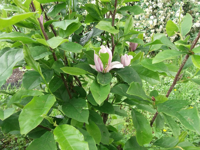 mica magnolie a înflorit - arbusti 2013