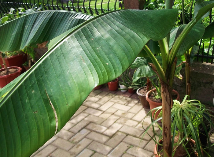 banan - arbusti 2013