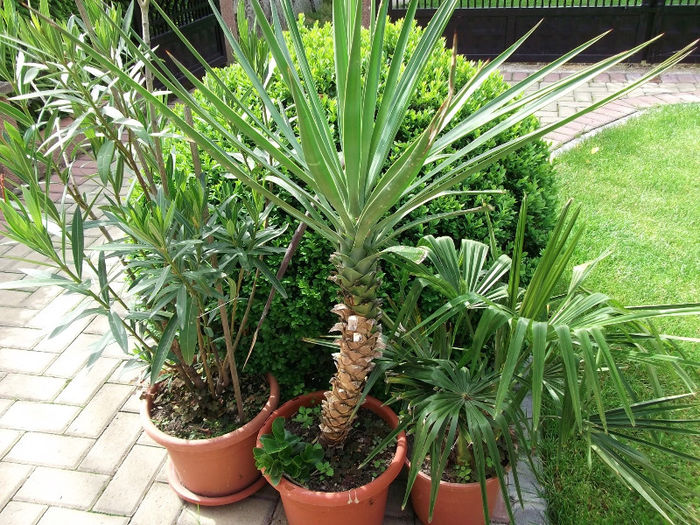 leandru, yuka ,palmier - arbusti 2013