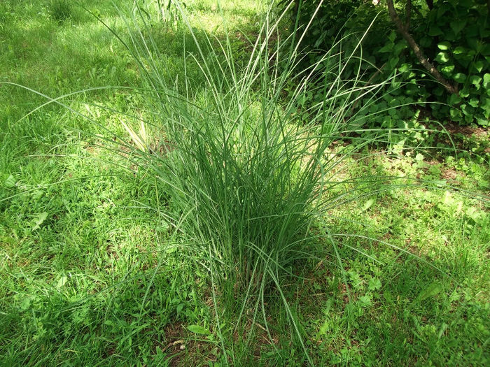 iarba de pampas - ierburi ornamentale