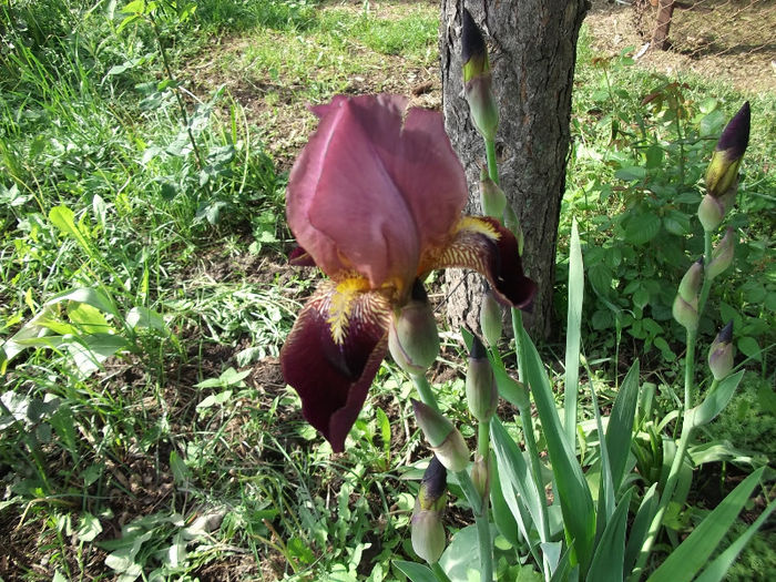 iris - flori 2013