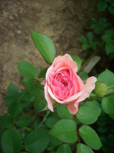 Mariatheresia ®; Floribunda.  Bred by Hans Jürgen Evers (Germany, 2003). 
Introduced in Germany by Rosen-Tantau/Tantau Roses in 2003

