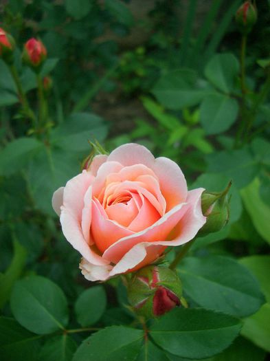 Parfum d'Orléans ® • SAUnalid; Floribunda.  Bred by Bernard Sauvageot (France, 2006).
