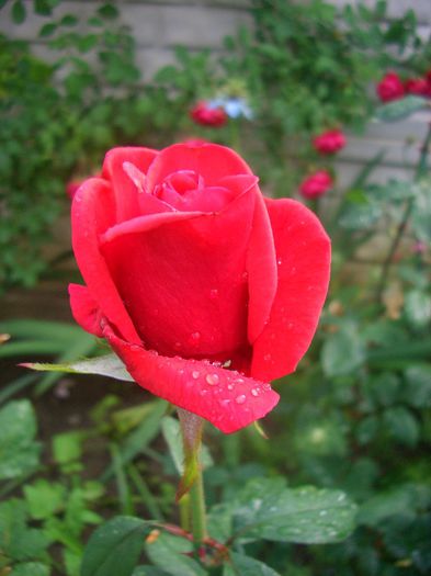 Queen of Bermuda; Grandiflora.  Bred by Bowie (Bermuda, 1956).
